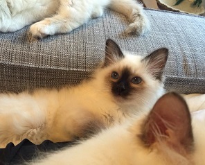 allevamento sacro di birmania